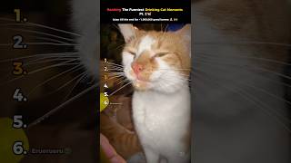 Ranking The Funniest Drinking Cat Moments Pt. 2🐈 #ranking #funny #cat