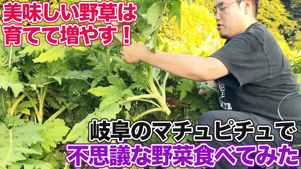 美味しい野草は育てて増やす！岐阜のマチュピチュで不思議な野菜食べてみた。