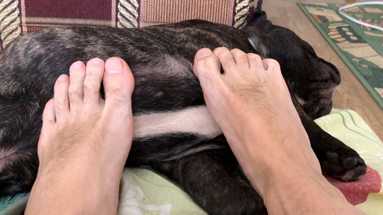 Massage for the French bulldog using feet YouTube