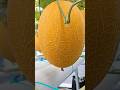 This Melon Costs More Than a Car! Yubari King Explained 🍈💰#shorts #plants #farming #facts