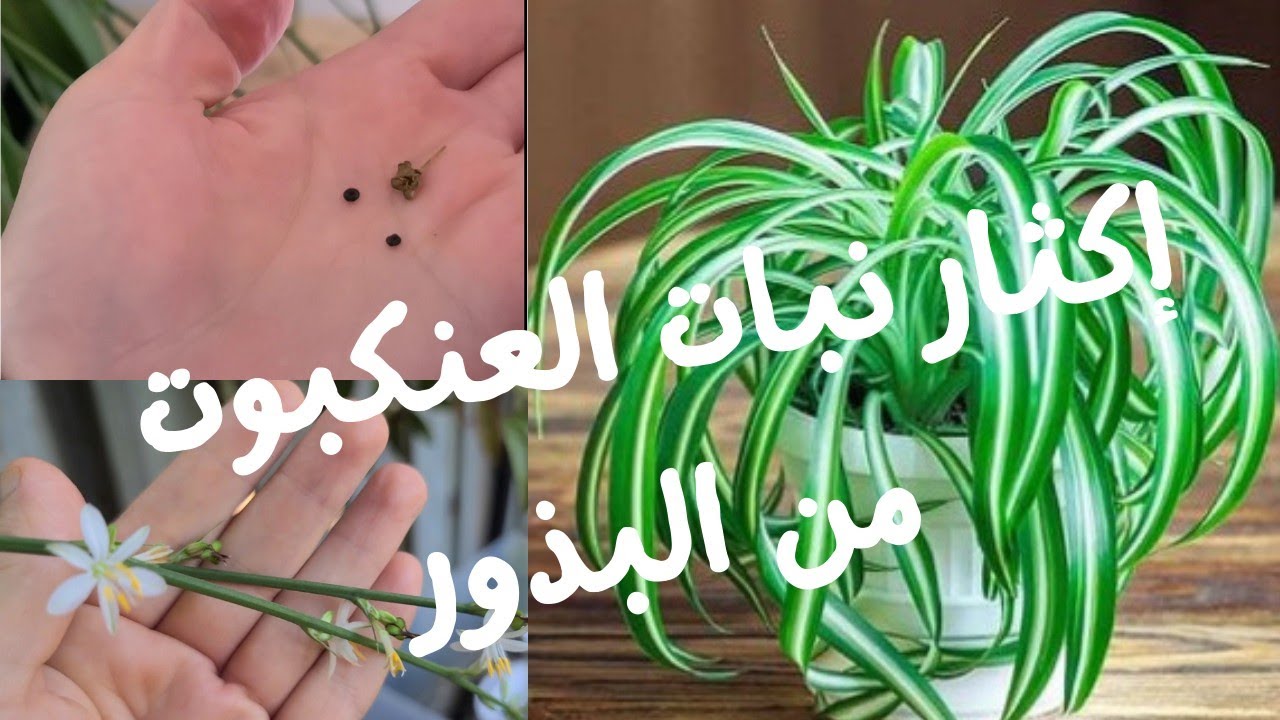 إكثار نبات العنكبوت عن طريق البذور Spider plant (Chlorophytum) propagation from seed