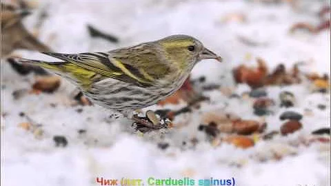 Голоса птиц-Чиж (лат. Carduelis spinus)