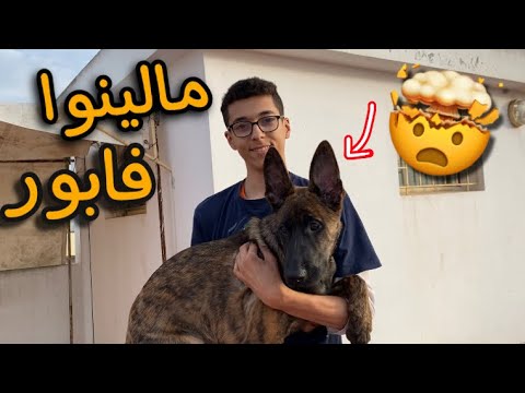 متتبع-عطاني-مالينوا-فابور-و-هديتهى-لصديقي