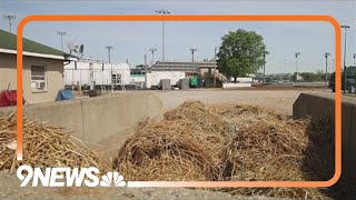 'Poop patrol': Meet the unsung heroes at the Kentucky Derby