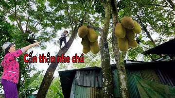 Cưa Cây Còng Nghiêng Hết Tàn Vô Nhà / Sawing Bend Trees Tilted Towards Home | Tập 990