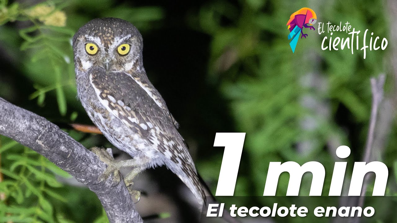 El tecolote enano / El tecolote
