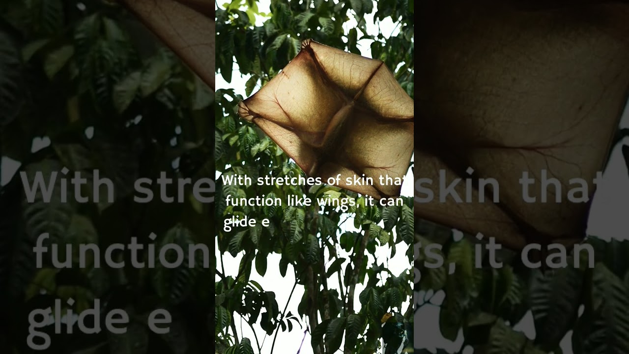 Secrets of Sunda Colugo|| Unlocking the Mysteries of Their Canopy World. 