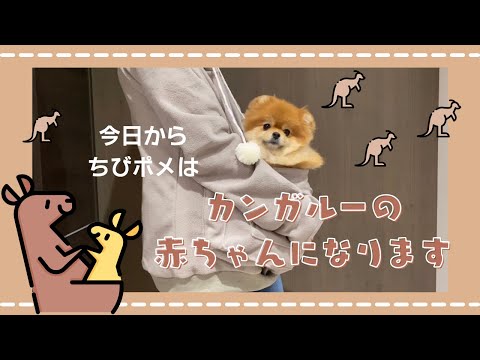 カンガルーの赤ちゃんになりました