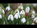 Snowdrops in the garden. Shot #2. Free HD stock footage.