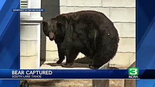 South Lake Tahoe bear and her 3 cubs captured, to be relocated