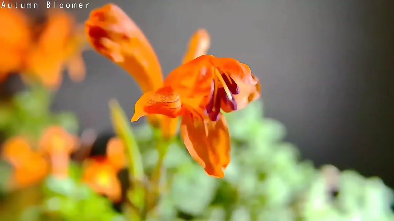 Tecomaria Capensis | Bignonia Capensis | Tecoma Capensis Bloomimg Time Lapse | ASMR