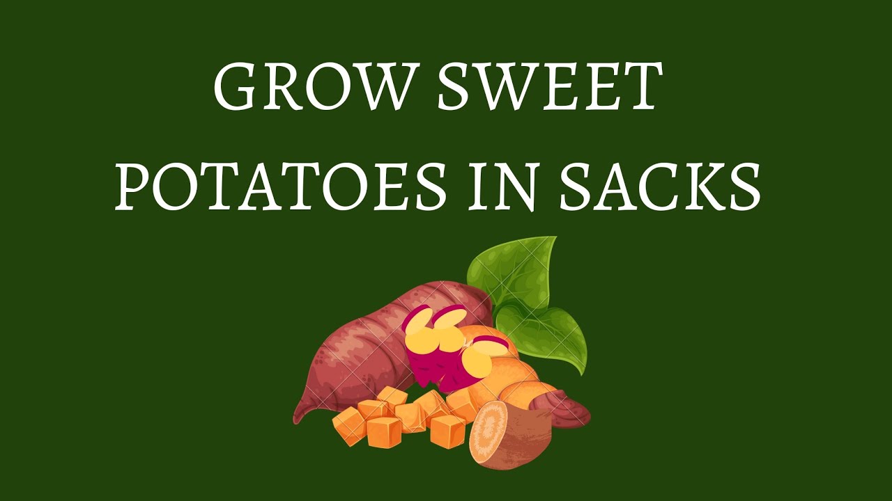 Did you know that you can grow sweet potatoes in sacks and enjoy a