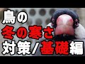 【保存版】冬の寒さ対策〜①基礎編〜(インコ・オウム・鳥)