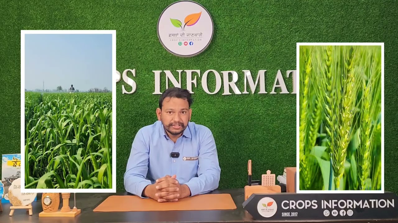 ਕਣਕ ਦੇ ਖ਼ਾਲੀ ਪੀਲੇ ਛਿੱਟੇ ਕਾਰਨ, ਹੱਲ ● wheat dead spike reason