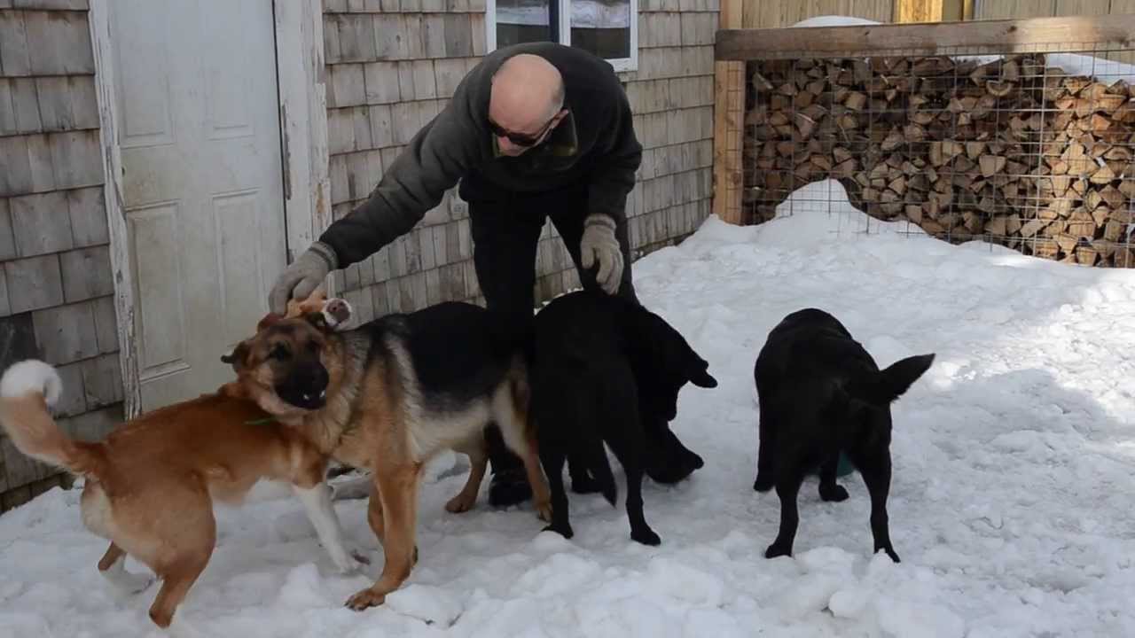BAR HARBOR, ELLSWORTH, BLUE HILL AREA Maine dog boarding YouTube