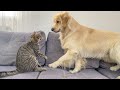 Funny cat tells golden retriever that playtime is over