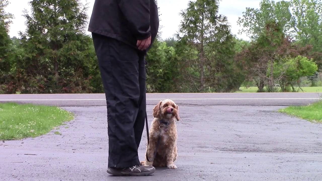 Cavalier King Charles spaniel / poodle mix first day training - YouTube