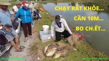 Ủ NGÔ "CÂU ĐÀN CÁ CHÉP" - HỒ RỘNG , NƯỚC SÂU , CÁ KHỎE , NHIỀU CỎ LÚA - PHÚC HÀ FISHING