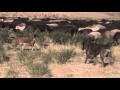 Tajik shepherd dogs are real deal and not a phony