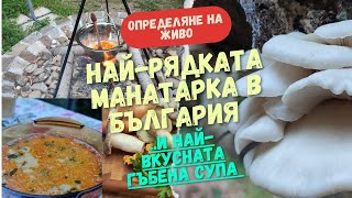 Най-рядката #манатарка в България и Най-вкусната #гъбена #чорба