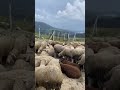 🐾☘️   #doğa  #nature  #animals  #hayvanlar  #goats  #sheepskin
