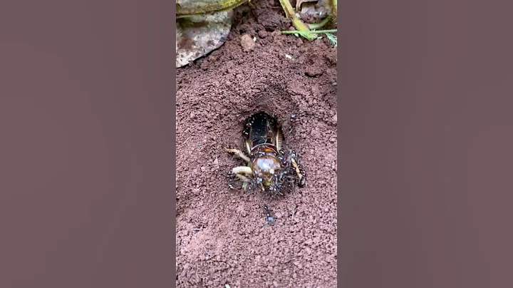 iQ cowboy using fire ants attack cricket insect