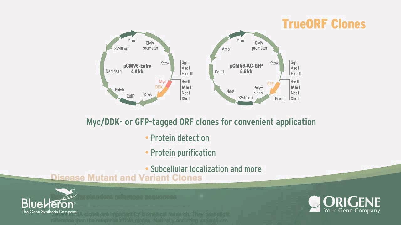 Product Overview: OriGene DNA clones