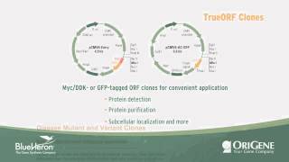Product Overview: OriGene DNA clones
