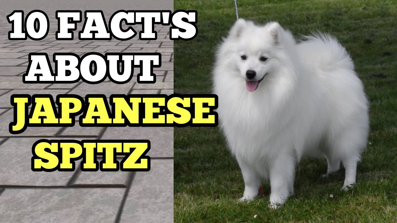 Top 10 Fact'S You Should Know About Japanese Spitz