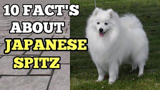 TOP 10 FACT'S YOU SHOULD KNOW ABOUT JAPANESE SPITZ