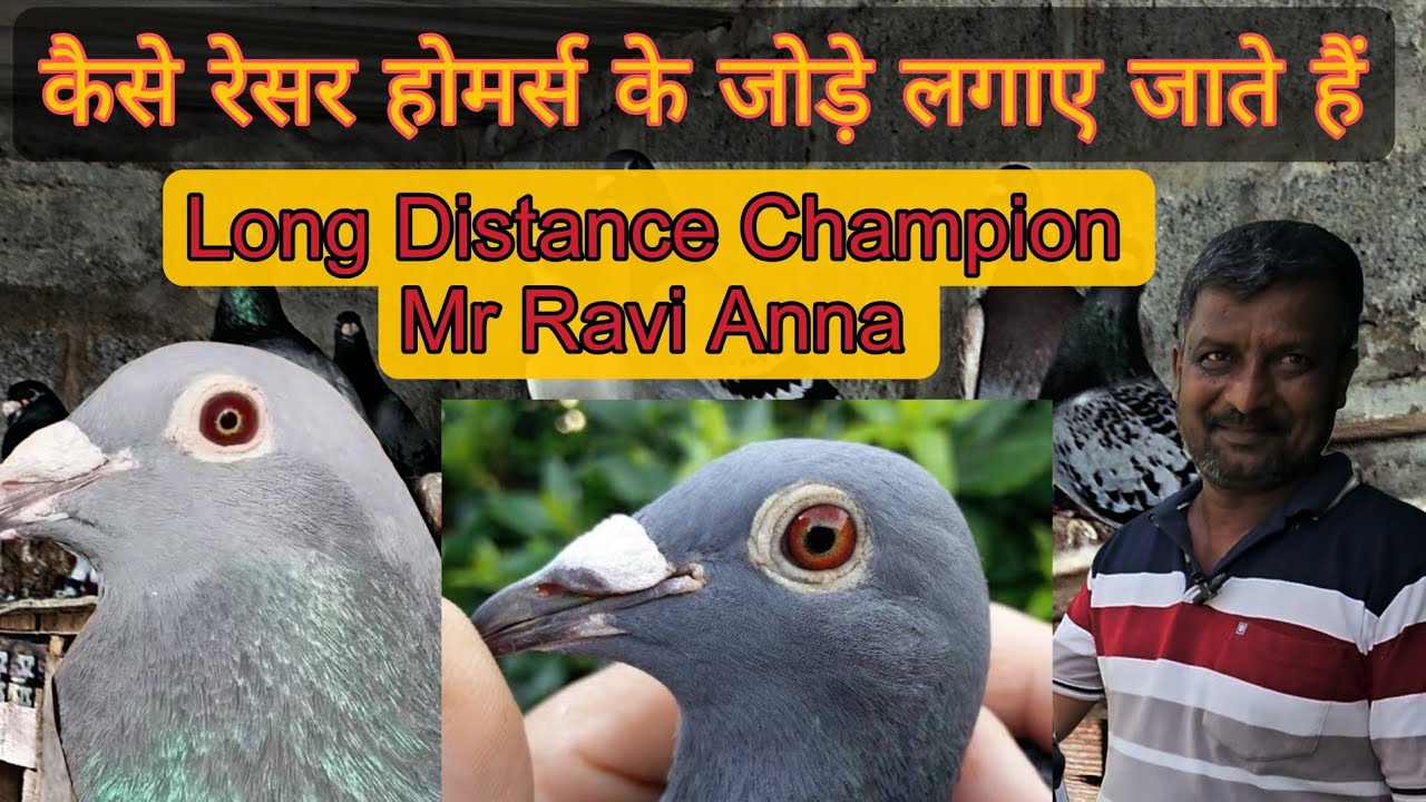 Extreme Long Distance Racer Homers Of Mr Ravi Anna