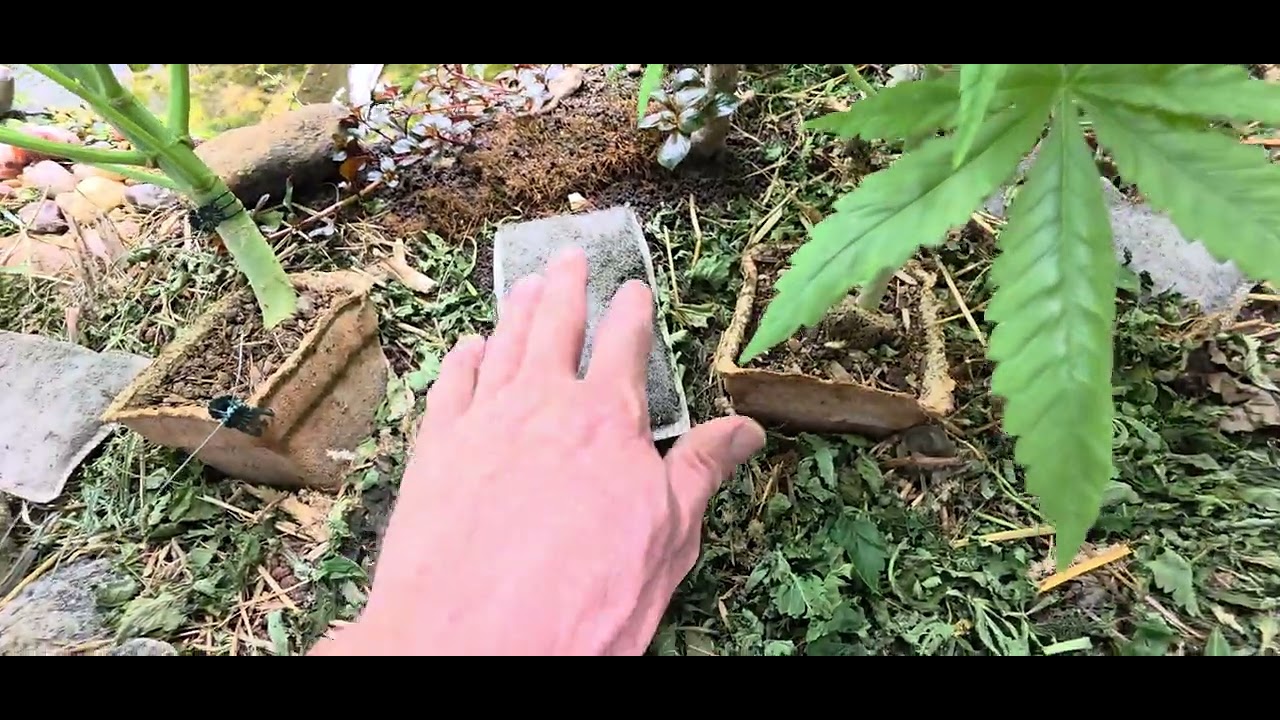 Day 697 😄.  HAPPY NEW YEAR ✨️ 😊 Hello 2026 👋 it's the first day of flower 🌼 🌸 😄. 