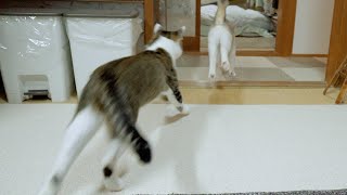 寝る頃にテンションが上がる猫たち