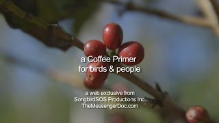 A Coffee Primer for birds & people