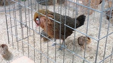 Gà Rừng __ chia sẻ kinh nghiệm chăn nuôi gà Rừng con