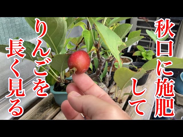 秋口にしっかり肥料をあげて長く実を見る。姫りんご（Crab apple