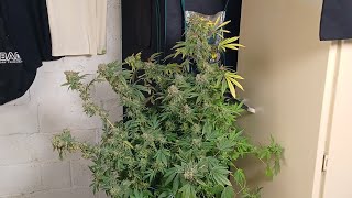 Harvest day Pure Ice cream Spider Farmer G5000/UVR40 medical marijuana grow, Athena, Hygrozyme