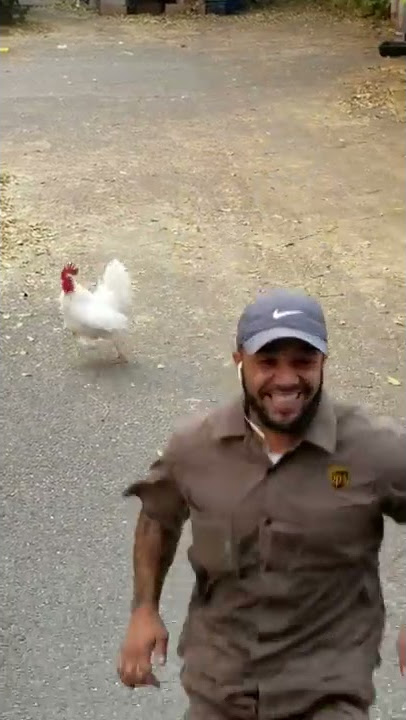 Ayam Jantan Tidak Suka Pengiriman || ViralHog