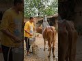 🐄🚿 गौमाता की सेवा में देसी जुगाड़ मशीन! | Fully Functional Cow Bath Setup #desijugaad