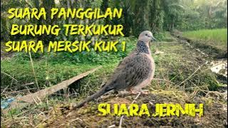 Suara pancingan/panggilan terkukur suara mersik kuk 1,jernih