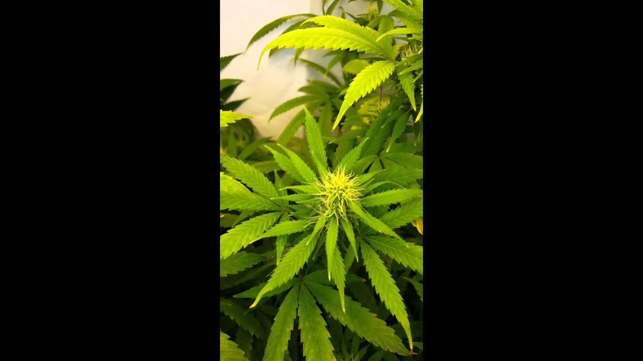 Mini CFL Grow week 4 Flowering