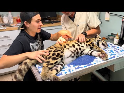 Video: Pet Scoop: Zoo Hand Rears Cheetah Sisters, Abandoned Kittens Found in Snowstorm