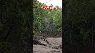 Watch These Tigers Beat The Heat Together 🐅🐅🐅🐅