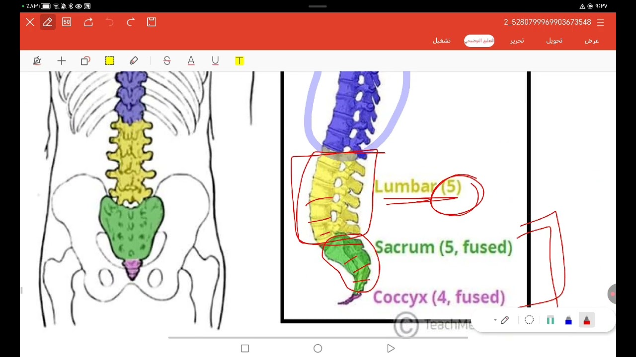 تشريح نظري محاضرة 2/الجزء الثاني