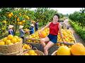 TIMELAPSE | Massive 1000+ Grapefruit Harvest by Truck to Countryside Market Sell | Linh Harvest
