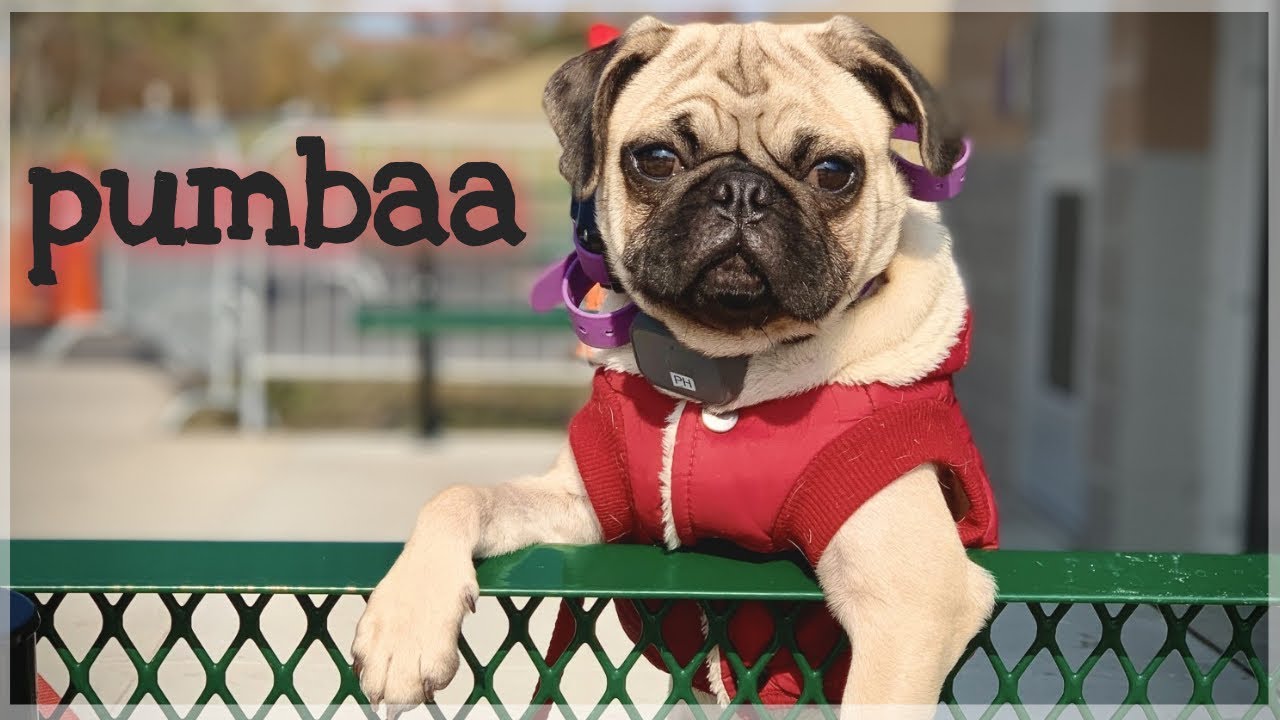 Pug Puppy "Pumbaa" Obedience Transformation Hampton Roads Dog