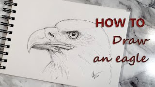 How to draw a realistic Bald Eagle. Drawing and sketching
