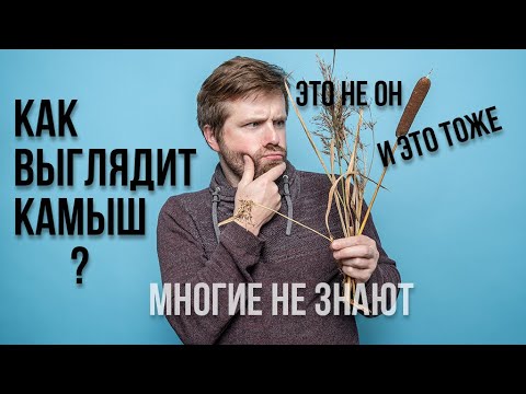 Как выглядит камыш? С чем его часто путают и как отличить камыш от тростника и рогоза?
