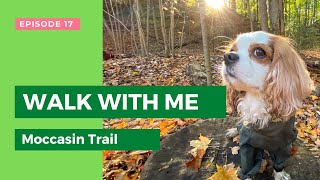 Dog Bouncing and Rustling in Autumn Leaves, Moccasin Trail Park, Don River, Toronto, Ontario by Tantissimo the Cavie 174 views 2 years ago 2 minutes, 25 seconds