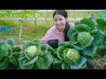 Brilliant ideafor a garden growing cabbage in the yard to support the familyeasy for beginners
